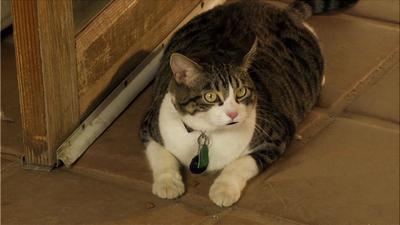 Santa's Summer House/A Talking Cat!?!