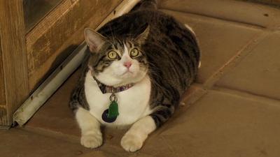 Santa's Summer House/A Talking Cat!?!