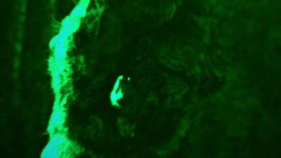 Trollhunter