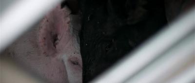 Upstream Color